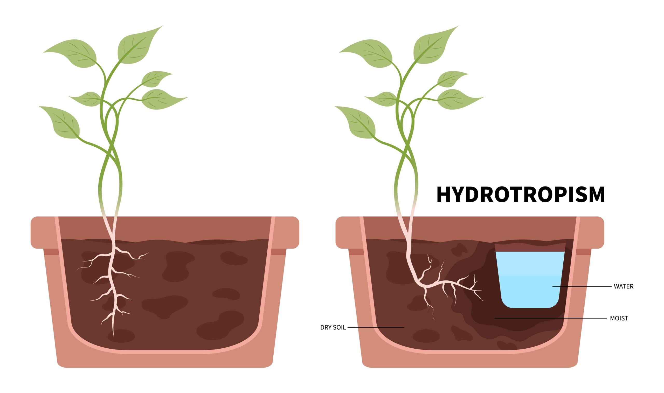 hoe tree roots block drains