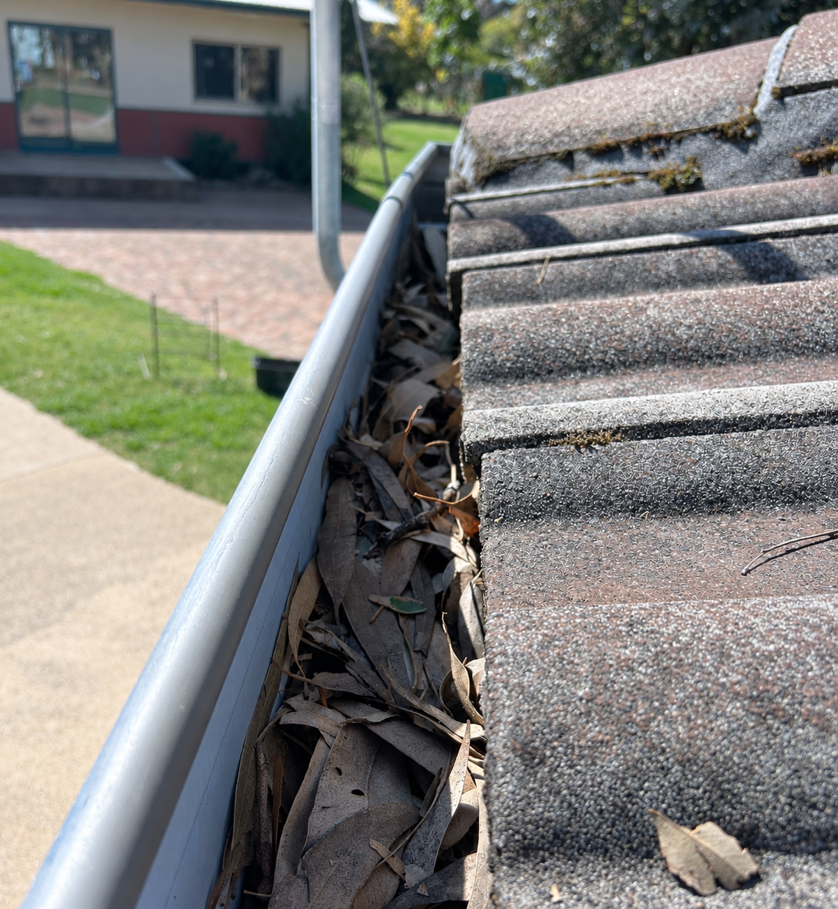 Blocked gutter full of leaves on a tiled roof before cleaning
